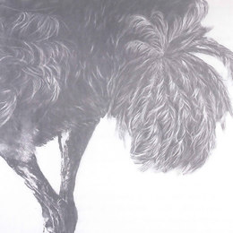 《蹉&middot;鸵》