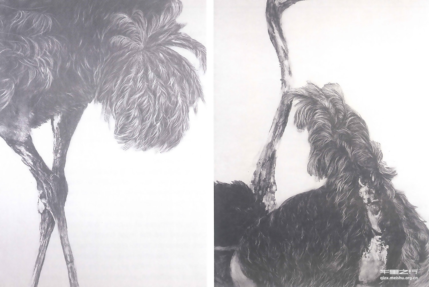 《蹉&middot;鸵》