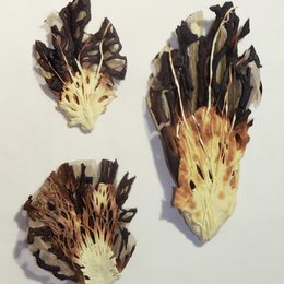 《一千零一封情书》