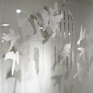 《向往自由的鸟》